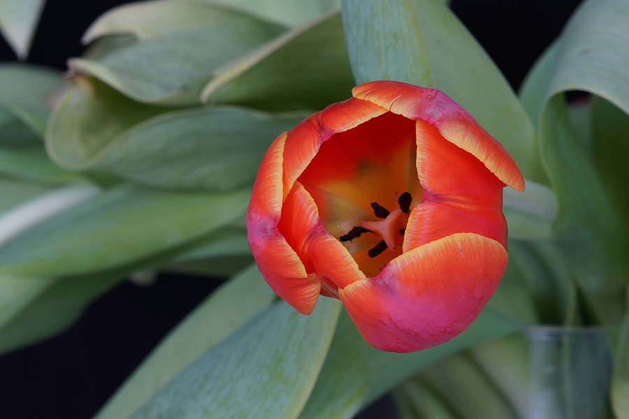Red-yellow tulip 