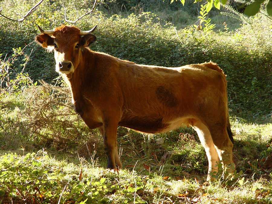 A Spanish Cow